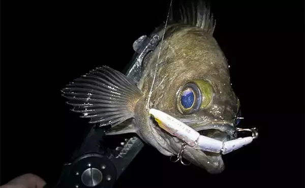 「1万円あったら買っておきたい【メバリング実力アップにつながるルアーたち】」の画像