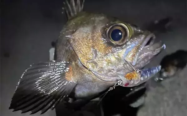 「1万円あったら買っておきたい【メバリング実力アップにつながるルアーたち】」の画像