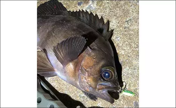 「1万円あったら買っておきたい【メバリング実力アップにつながるルアーたち】」の画像