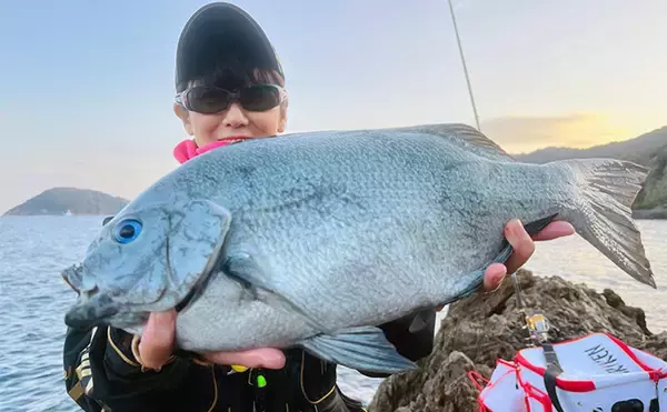 「磯フカセ釣りで48cmクロ（メジナ）が浮上！【大分】好ゲストにシマアジも登場」の画像