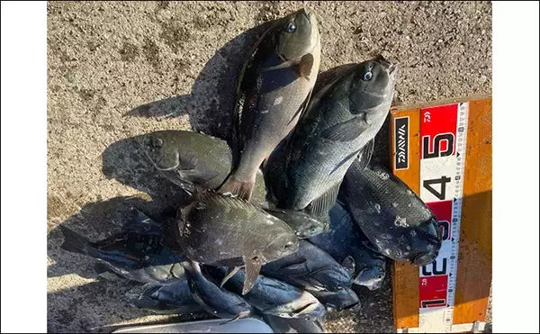 「磯フカセ釣りで48cmクロ（メジナ）が浮上！【大分】好ゲストにシマアジも登場」の画像