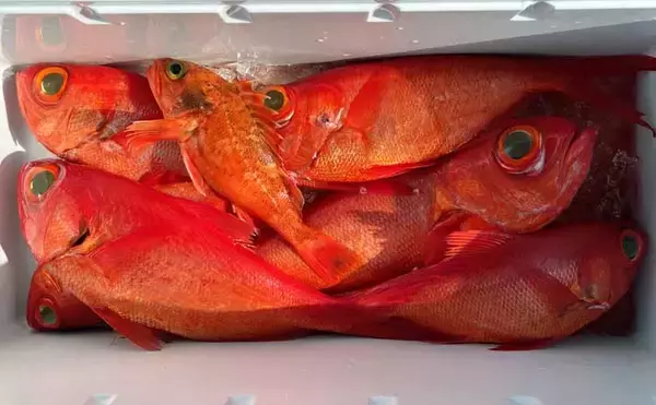 中深海ジギングで本命のキンメダイ6匹キャッチ！【静岡・下田沖】船中全員安打達成