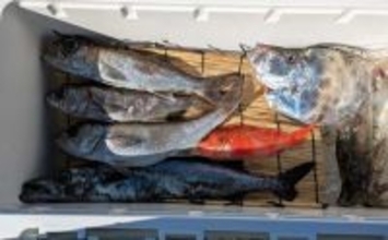 中深海ジギングで良型ムツを連打！【和歌山】低水温のうちはタフな状況が継続か