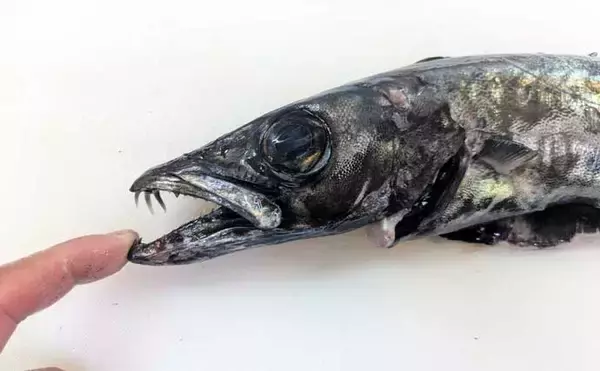 「中深海ジギングで良型ムツを連打！【和歌山】低水温のうちはタフな状況が継続か」の画像