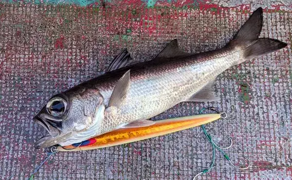「中深海ジギングで良型ムツを連打！【和歌山】低水温のうちはタフな状況が継続か」の画像