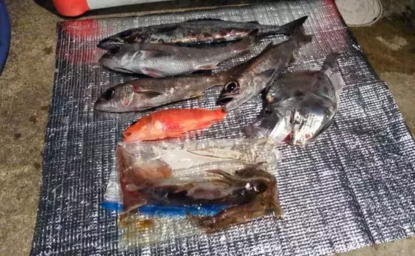 「中深海ジギングで良型ムツを連打！【和歌山】低水温のうちはタフな状況が継続か」の画像