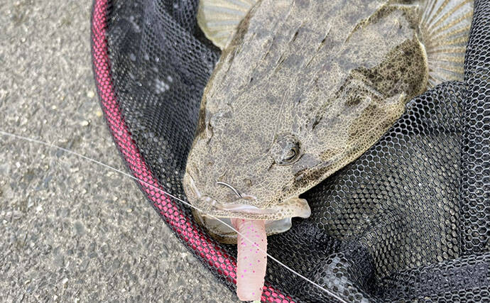 陸っぱりルアーマゴチ釣果レポート：唯一のアタリで50cmマゴチ手中に成功！【木曽川河口】