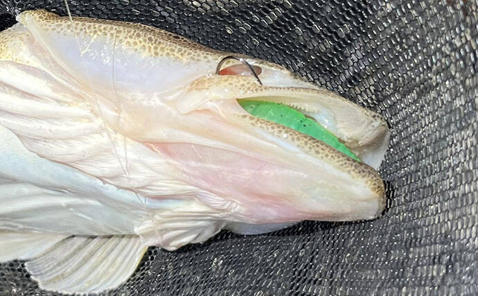 陸っぱりルアーマゴチ釣果レポート：唯一のアタリで50cmマゴチ手中に成功！【木曽川河口】