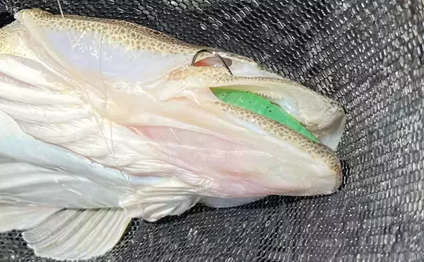 「陸っぱりルアーマゴチ釣果レポート：唯一のアタリで50cmマゴチ手中に成功！【木曽川河口】」の画像