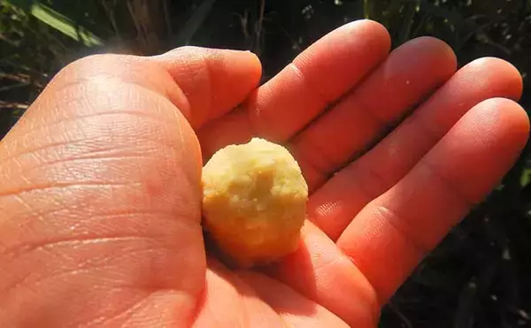 「ニゴイ狙いで想定外の96cm大ゴイがヒット　ライトタックルで45分の死闘を制す【荒川】」の画像