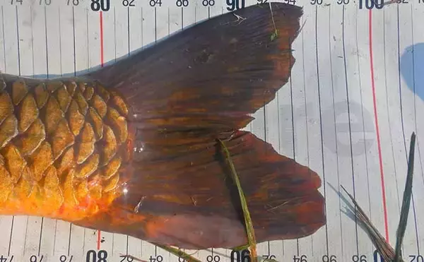 「ニゴイ狙いで想定外の96cm大ゴイがヒット　ライトタックルで45分の死闘を制す【荒川】」の画像