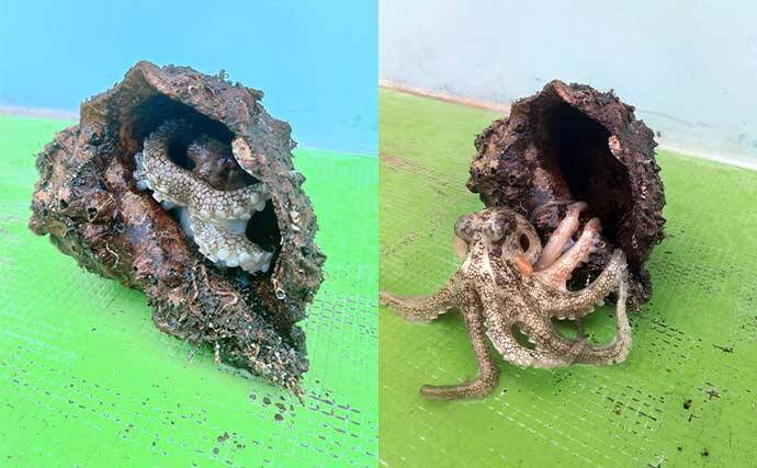 東京湾エギタコ釣りで2.5kg頭にトップ2桁釣果！【黒川本家】新子も多めで今後に期待か