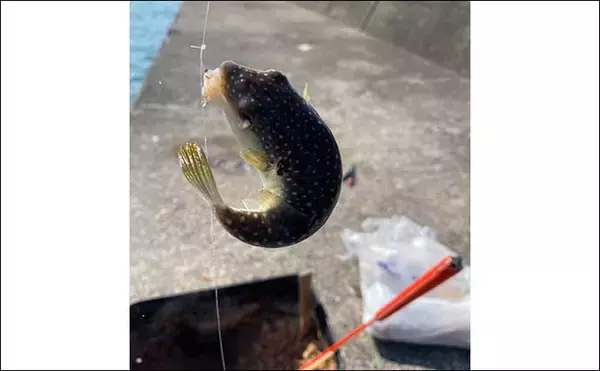 「熊本・上天草の堤防カワハギ釣りで本命8匹　九州甘醤油でお刺身堪能」の画像