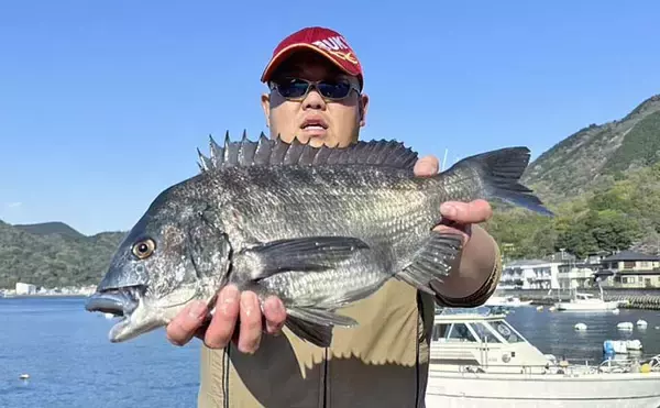 「内浦堤防でのフカセ釣りで50cm超えクロダイ登場【静岡・沼津】ゲストに30cm級メジナ」の画像