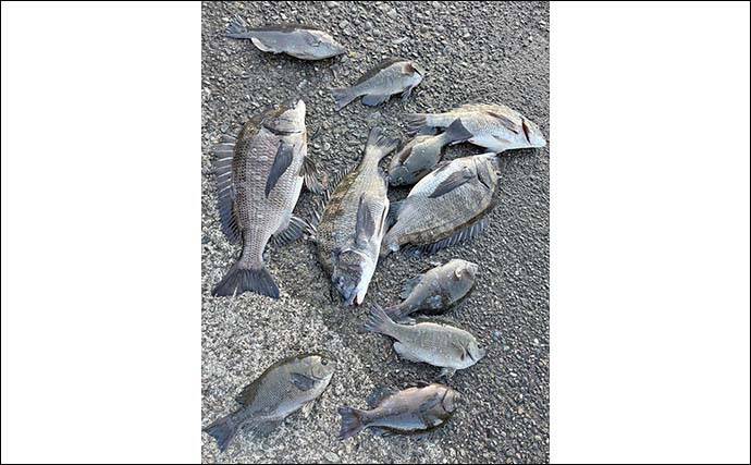 内浦堤防でのフカセ釣りで50cm超えクロダイ登場【静岡・沼津】ゲストに30cm級メジナ