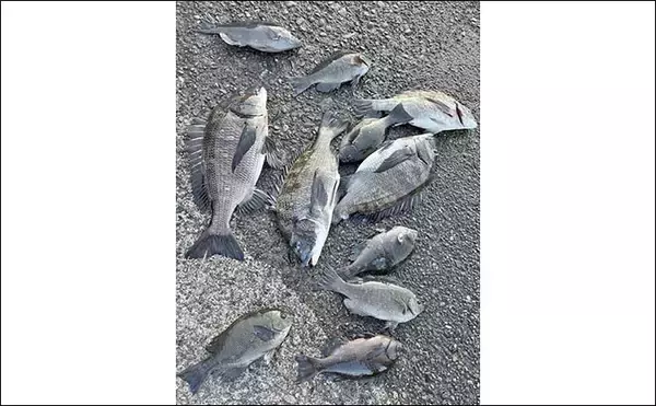 「内浦堤防でのフカセ釣りで50cm超えクロダイ登場【静岡・沼津】ゲストに30cm級メジナ」の画像