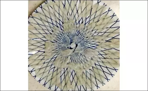 「カットウ釣りでフグ26匹キャッチ！【愛知・石川丸】バナメイエビに好反応でリベンジ成功」の画像