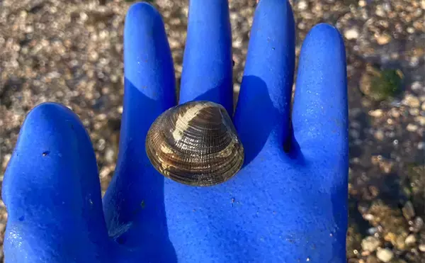 冬の潮干狩りで4cm級含みアサリ20個を好捕【愛知・新舞子海岸】 穴を探すことがコツ？