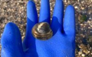 冬の潮干狩りで4cm級含みアサリ20個を好捕【愛知・新舞子海岸】 穴を探すことがコツ？