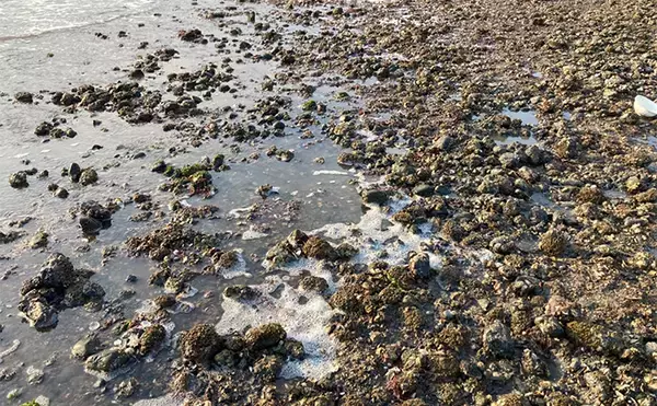 「冬の潮干狩りで4cm級含みアサリ20個を好捕【愛知・新舞子海岸】 穴を探すことがコツ？」の画像