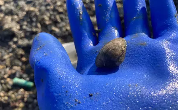 「冬の潮干狩りで4cm級含みアサリ20個を好捕【愛知・新舞子海岸】 穴を探すことがコツ？」の画像