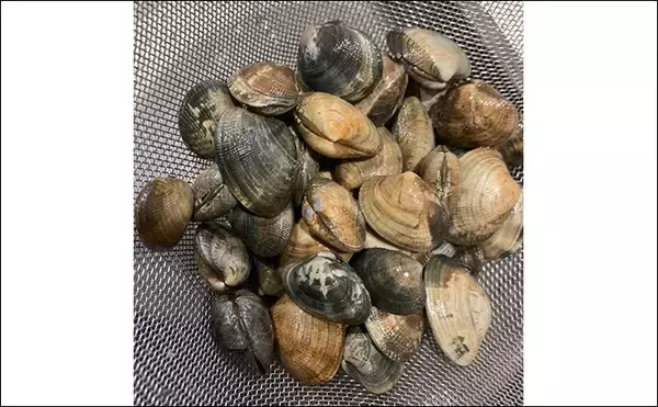 「冬の潮干狩りで4cm級含みアサリ20個を好捕【愛知・新舞子海岸】 穴を探すことがコツ？」の画像