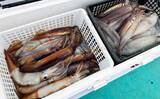 「ハイシーズンの富山湾スルメイカ釣りでトップ150杯超えと絶好調【富山・強神丸】」の画像1