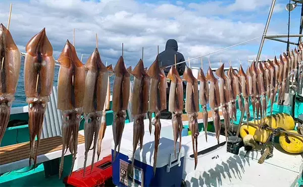 「ハイシーズンの富山湾スルメイカ釣りでトップ150杯超えと絶好調【富山・強神丸】」の画像