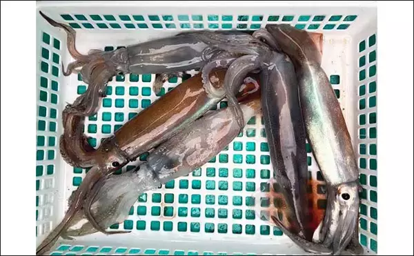 「ハイシーズンの富山湾スルメイカ釣りでトップ150杯超えと絶好調【富山・強神丸】」の画像