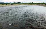 「鮎（アユ）友釣りオススメ河川ガイド2024：渡良瀬川【栃木県】天然遡上は遅れ気味か」の画像5