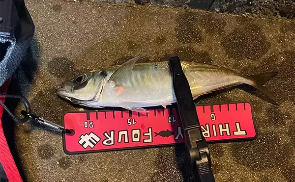 「アジング大会に初参加してみた【佐賀】無惨に予選敗退するも楽しくて再参加は間違いなし？」の画像