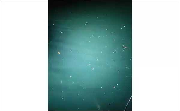 「「春エギング開幕は遅れ気味？」若狭エリアで本命アオリはバラしもコウイカ手中【福井】」の画像