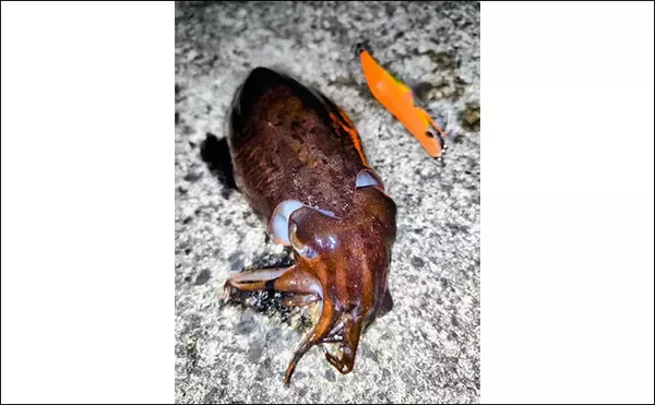 「「春エギング開幕は遅れ気味？」若狭エリアで本命アオリはバラしもコウイカ手中【福井】」の画像