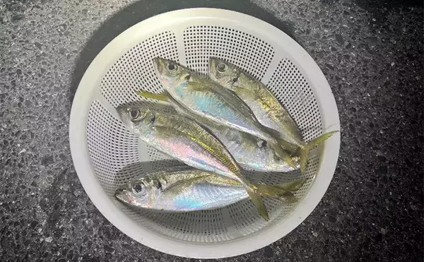 「「2025年アジングカップ淡路島大会」で優勝！【兵庫】予選2位通過から劇的V」の画像