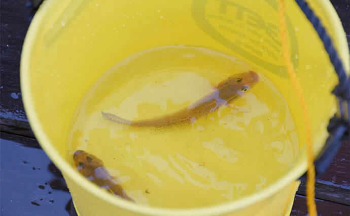 哀川翔さんが1投目から本命ハゼを手中！ 300人が参加した『三河湾釣り大会』が開催