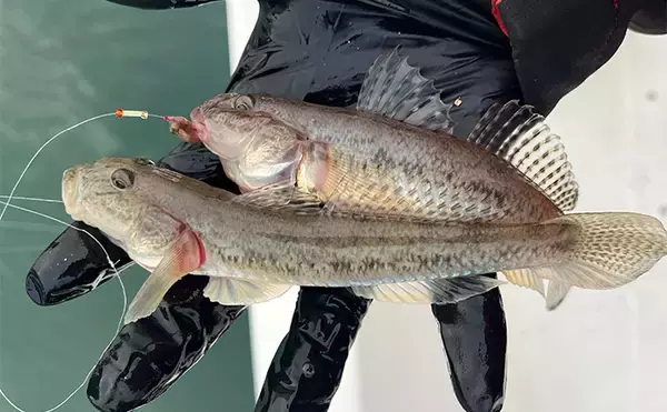 「哀川翔さんが1投目から本命ハゼを手中！ 300人が参加した『三河湾釣り大会』が開催」の画像