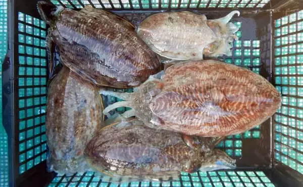 伊良湖沖のコウイカ釣りで胴長21cm頭に5匹好捕【愛知】独特の『ズンッ』としたアタリに病みつき