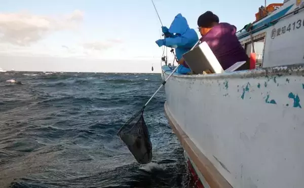 「伊良湖沖のコウイカ釣りで胴長21cm頭に5匹好捕【愛知】独特の『ズンッ』としたアタリに病みつき」の画像