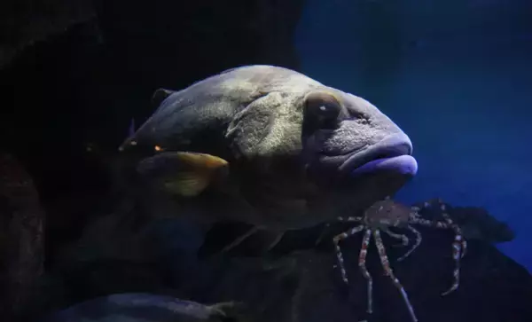 韓国で「伝説の深海魚」が釣り上げられて話題　味は鶏の胸肉にそっくり？