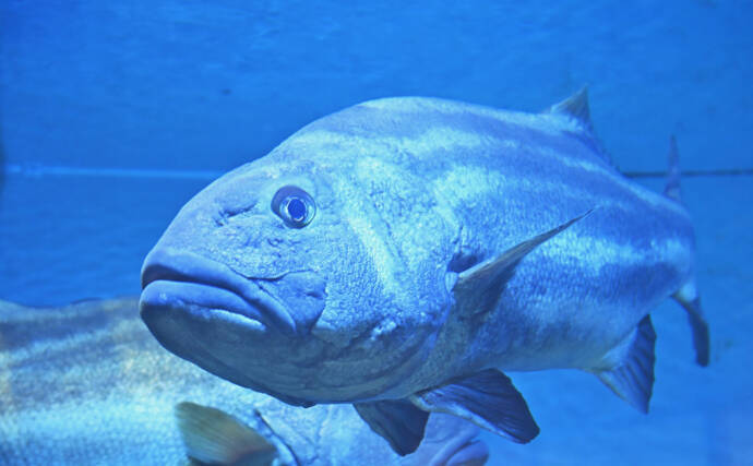 韓国で「伝説の深海魚」が釣り上げられて話題　味は鶏の胸肉にそっくり？
