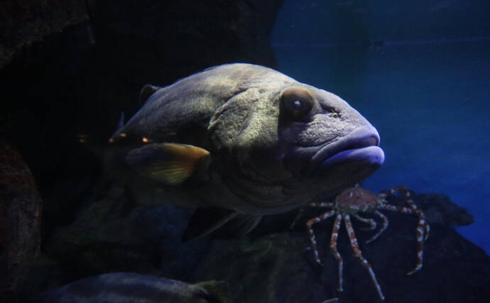 韓国で「伝説の深海魚」が釣り上げられて話題　味は鶏の胸肉にそっくり？