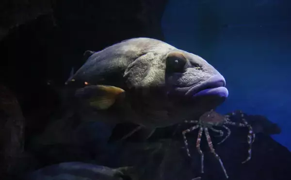 「韓国で「伝説の深海魚」が釣り上げられて話題　味は鶏の胸肉にそっくり？」の画像