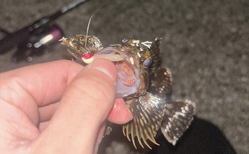 夜の堤防釣りを短時間で楽しむなら「カサゴルアー釣り」がおすすめ！　初心者向けに解説