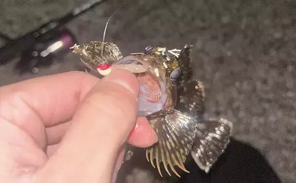 夜の堤防釣りを短時間で楽しむなら「カサゴルアー釣り」がおすすめ！　初心者向けに解説