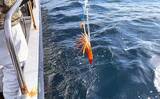 「富山湾スルメイカ釣りで2桁釣果【シーアース】コンビニ割り箸で作ったツノが的中？」の画像11