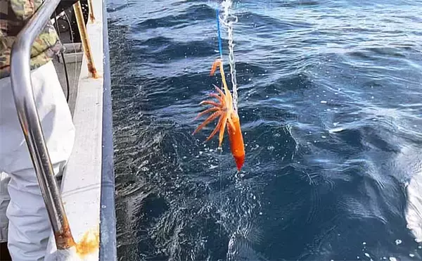 「富山湾スルメイカ釣りで2桁釣果【シーアース】コンビニ割り箸で作ったツノが的中？」の画像