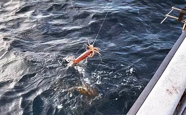 「富山湾スルメイカ釣りで2桁釣果【シーアース】コンビニ割り箸で作ったツノが的中？」の画像