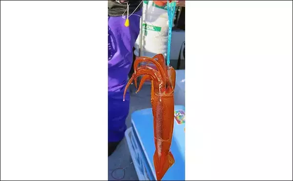 「富山湾スルメイカ釣りで2桁釣果【シーアース】コンビニ割り箸で作ったツノが的中？」の画像