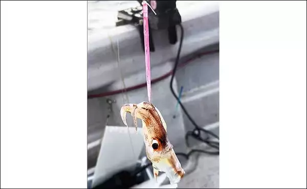 「富山湾スルメイカ釣りで2桁釣果【シーアース】コンビニ割り箸で作ったツノが的中？」の画像
