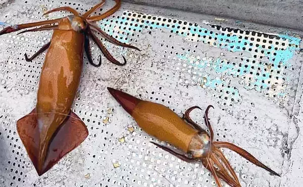 「富山湾スルメイカ釣りで2桁釣果【シーアース】コンビニ割り箸で作ったツノが的中？」の画像